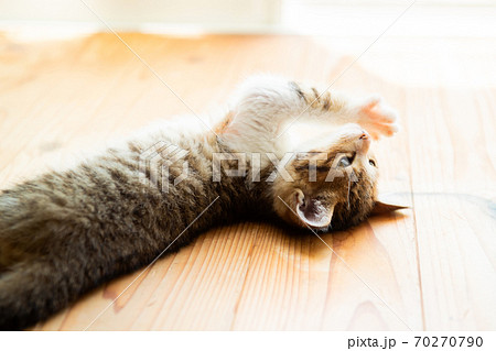 窓際の仔猫 70270790