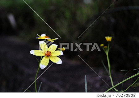 ウインターコスモス ウインターコスモス 70270908