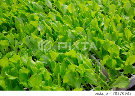 Rows of ripe green spinach plants in greenhouse 70270935
