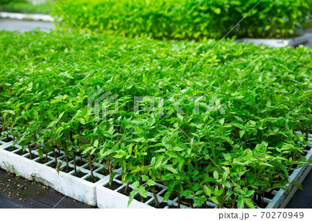 Young tomato plants in seedling tray in greenhouse Young tomato plants in seedling tray in greenhouse 70270949
