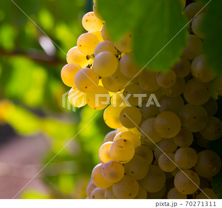 White grapes on branch on vineyard White grapes on branch on vineyard 70271311