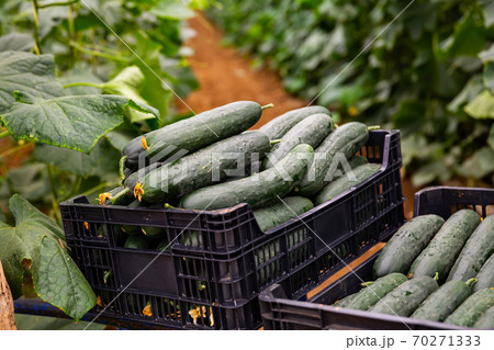 Ripe juicy cucumbers in crates in greenhouse Ripe juicy cucumbers in crates in greenhouse 70271333