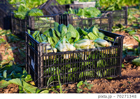 Closeup ripe chard in boxes on a field Closeup ripe chard in boxes on a field 70271348