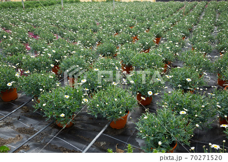 Osteospermum ecklonis growing in flowerpots Osteospermum ecklonis growing in flowerpots 70271520