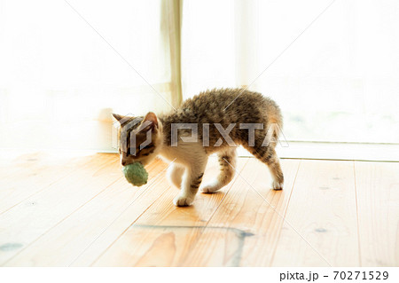 ハムゥ！ 70271529