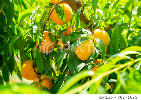 Fresh yellow peaches on tree branch ready for harvest Fresh yellow peaches on tree branch ready for harvest 70271635