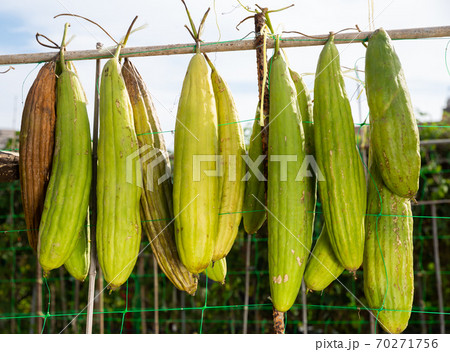 Ripe Sponge Gourd or Luffa 70271756