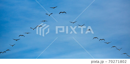 Large flock of cranes flying in sky Large flock of cranes flying in sky 70271802