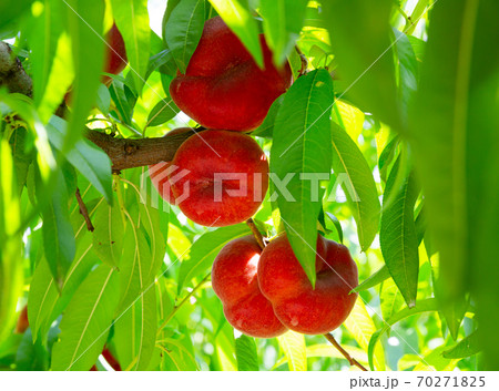 Saturn peaches growing on tree in orchard Saturn peaches growing on tree in orchard 70271825