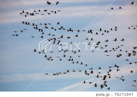 Flight of migrating cranes in cloud sky Flight of migrating cranes in cloud sky 70271947