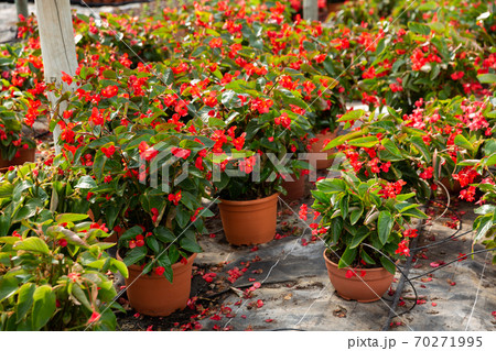 Blooming potted begonias 70271995