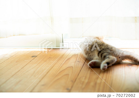 いい風だぜ 70272002