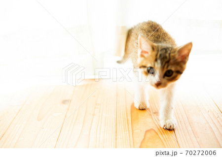 なんや なんや 70272006