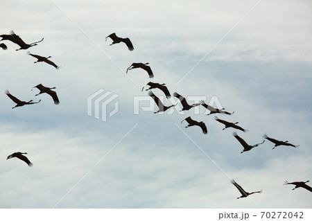 Flight of migrating cranes in cloud sky Flight of migrating cranes in cloud sky 70272042