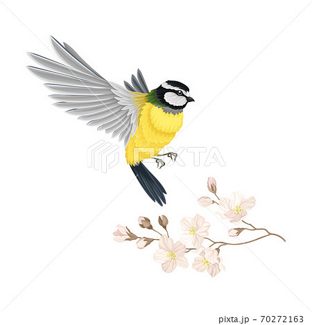 Great Tit with Black Head and Yellow Body Flying Towards Apple Blossom Branch Vector Illustration Great Tit with Black Head and Yellow Body Flying Towards Apple Blossom Branch Vector Illustration 70272163