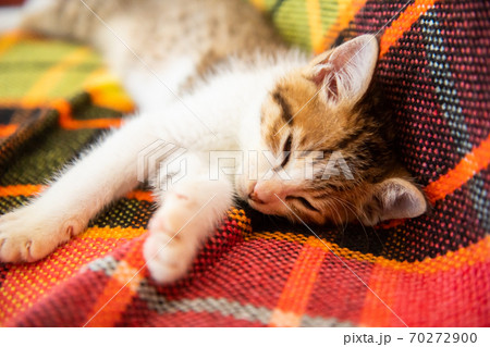 かわええのぉ 70272900