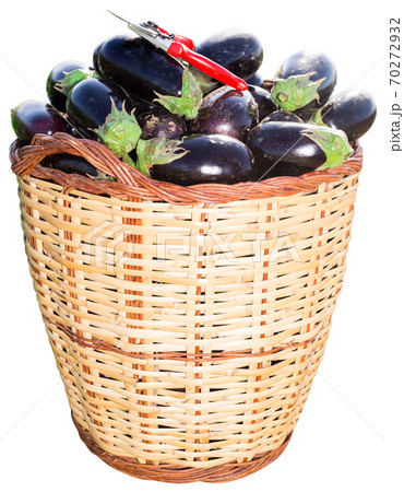 Wicker basket with harvested aubergines 70272932