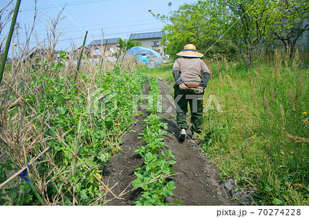 畑を耕し農作業をしていたおばあちゃんの写真素材