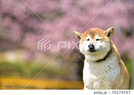 柴犬と桜の写真素材