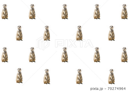 Composition of standing meerkats on a white background. Concept of wild animals 70274964