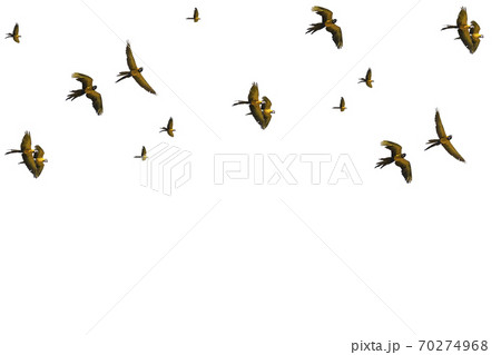 Composition of blue parrots flying on a white background 70274968