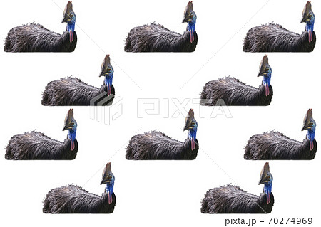 Composition with the head of an adult cassowary on a white background 70274969