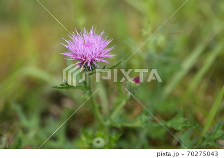 アザミの花の写真素材