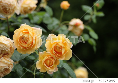 バラ　ゴールデンセレブレーション 70275045