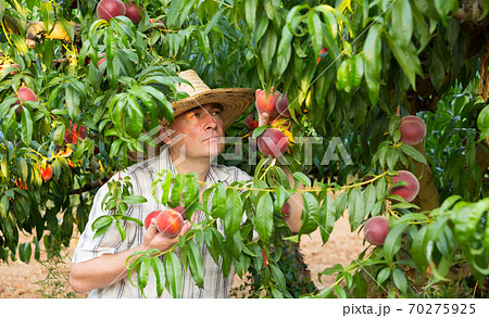 Man farmer in hat picking peaches from tree in garden Man farmer in hat picking peaches from tree in garden 70275925