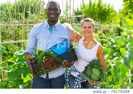 Happy couple with harvested vegetables in greenhouse Happy couple with harvested vegetables in greenhouse 70276088