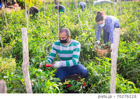 Farmer in protective mask harvests bell peppers in the beds in garden 70276228