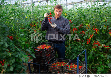 Horticulturist harvesting red tomatoes in farm glasshouse 70276230