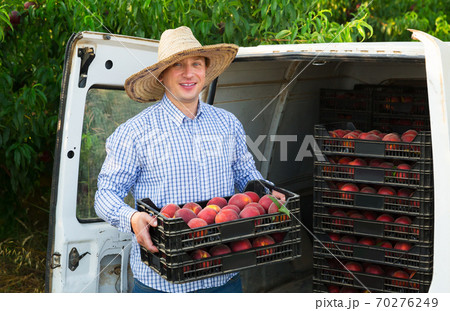 Gardener packing crates with peaches Gardener packing crates with peaches 70276249