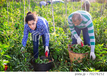 Farm family gathering crop of sweet peppers in garden 70276252