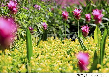 なばなの里　秋の花々 70276398