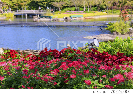 なばなの里　秋の花々 70276408