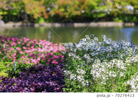 なばなの里　秋の花々 70276413
