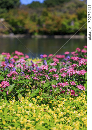 なばなの里　秋の花々 70276415