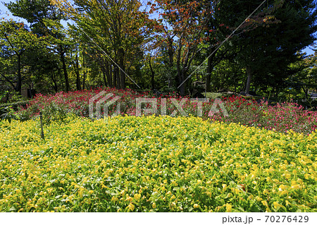 なばなの里　秋の花々 70276429