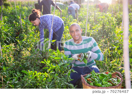 Farmer harvests bell peppers in the beds in garden 70276487