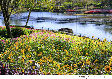 なばなの里　秋の花々 70276490