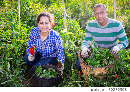 Happy farmers posing with harvest of bell peppers 70276508