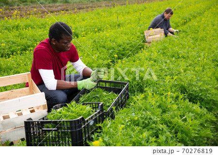 African American farmer harvesting green mizuna on the field African American farmer harvesting green mizuna on the field 70276819