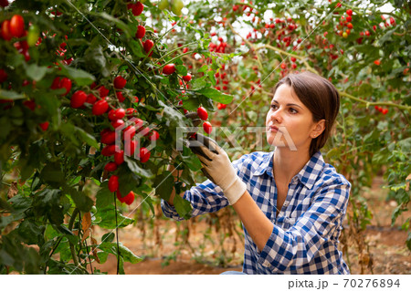 Female farm worker gathering crop of red cherry tomatoes 70276894