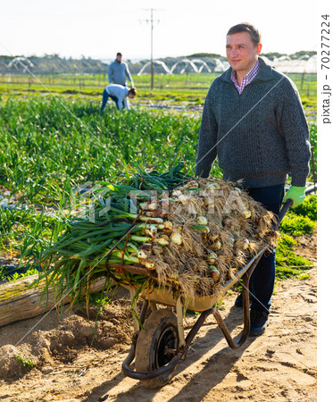 Hired worker pushing wheelbarrow with onions on the plantation Hired worker pushing wheelbarrow with onions on the plantation 70277224