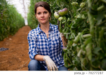Female horticulturist near ripening purple tomatoes in greenhouse Female horticulturist near ripening purple tomatoes in greenhouse 70277287