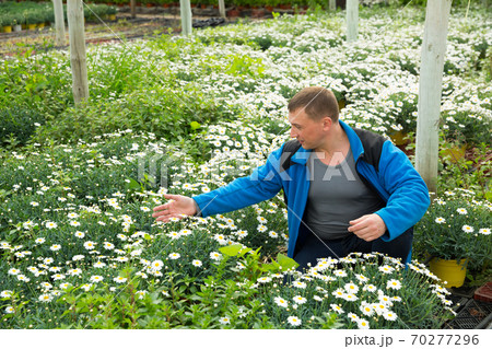Confident farmer working with osteospermum ecklonis seedlings in greenhouse Confident farmer working with osteospermum ecklonis seedlings in greenhouse 70277296
