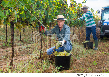 Vineyard owner gathering harvest of ripe white grapes 70277359