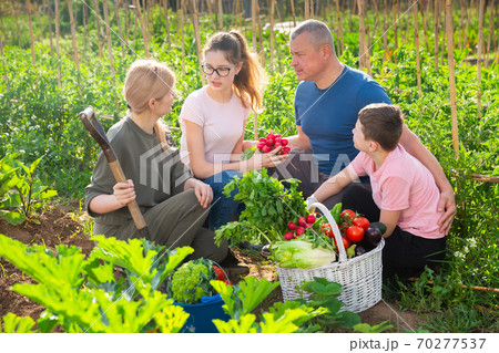 Family talking in garden with gathered vegetables 70277537
