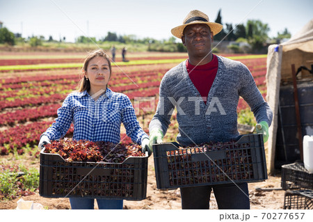 Successful horticulturists with boxes of red lettuce harvest Successful horticulturists with boxes of red lettuce harvest 70277657